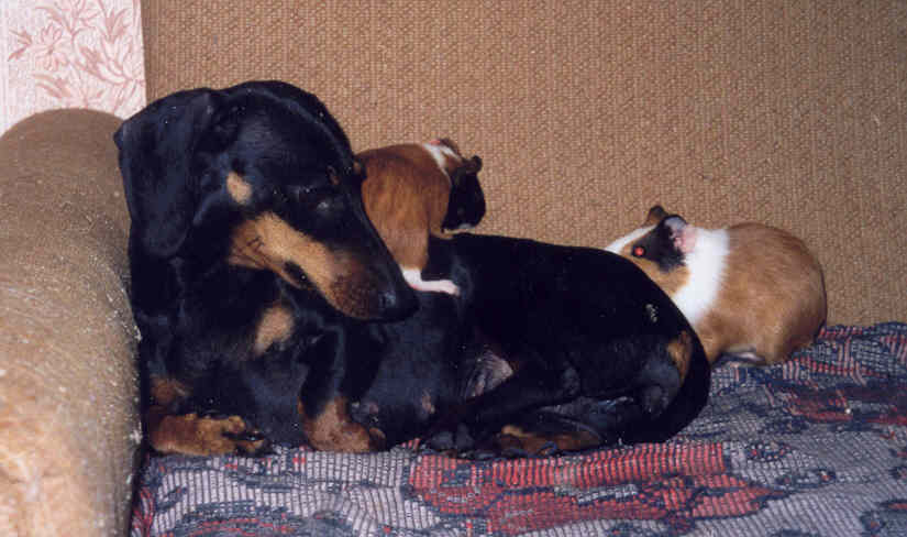 Эвис со свинками. 1999 год