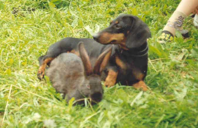 Эвис и зайцы